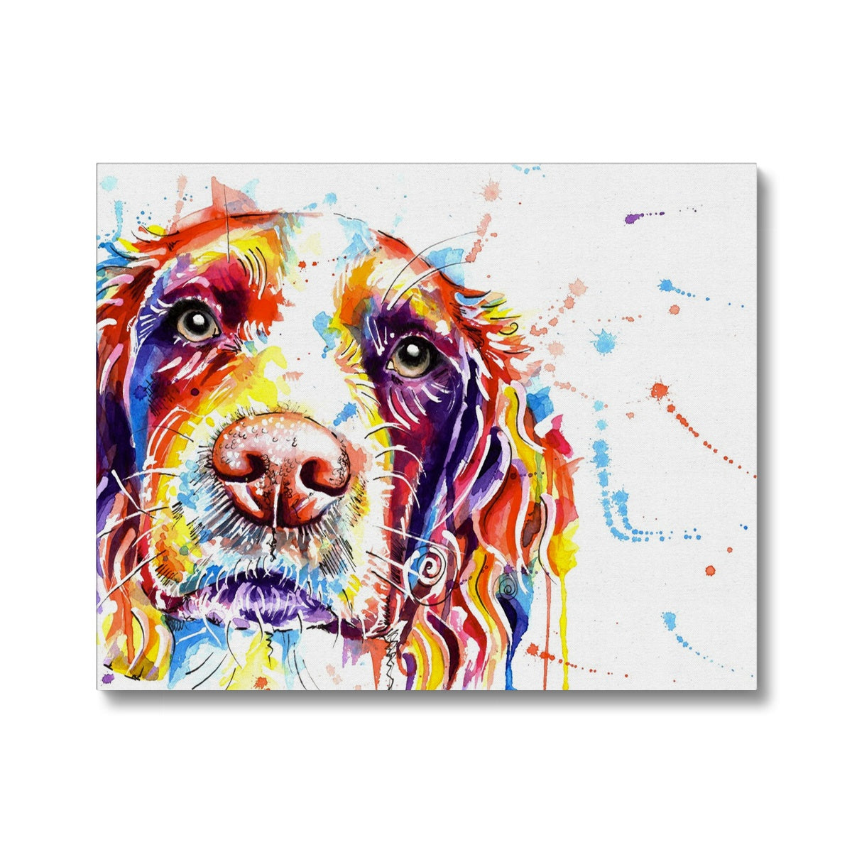 Springer Spaniel Canvas Prints