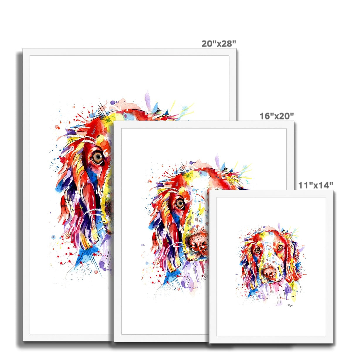 Springer Spaniel Framed Art Print