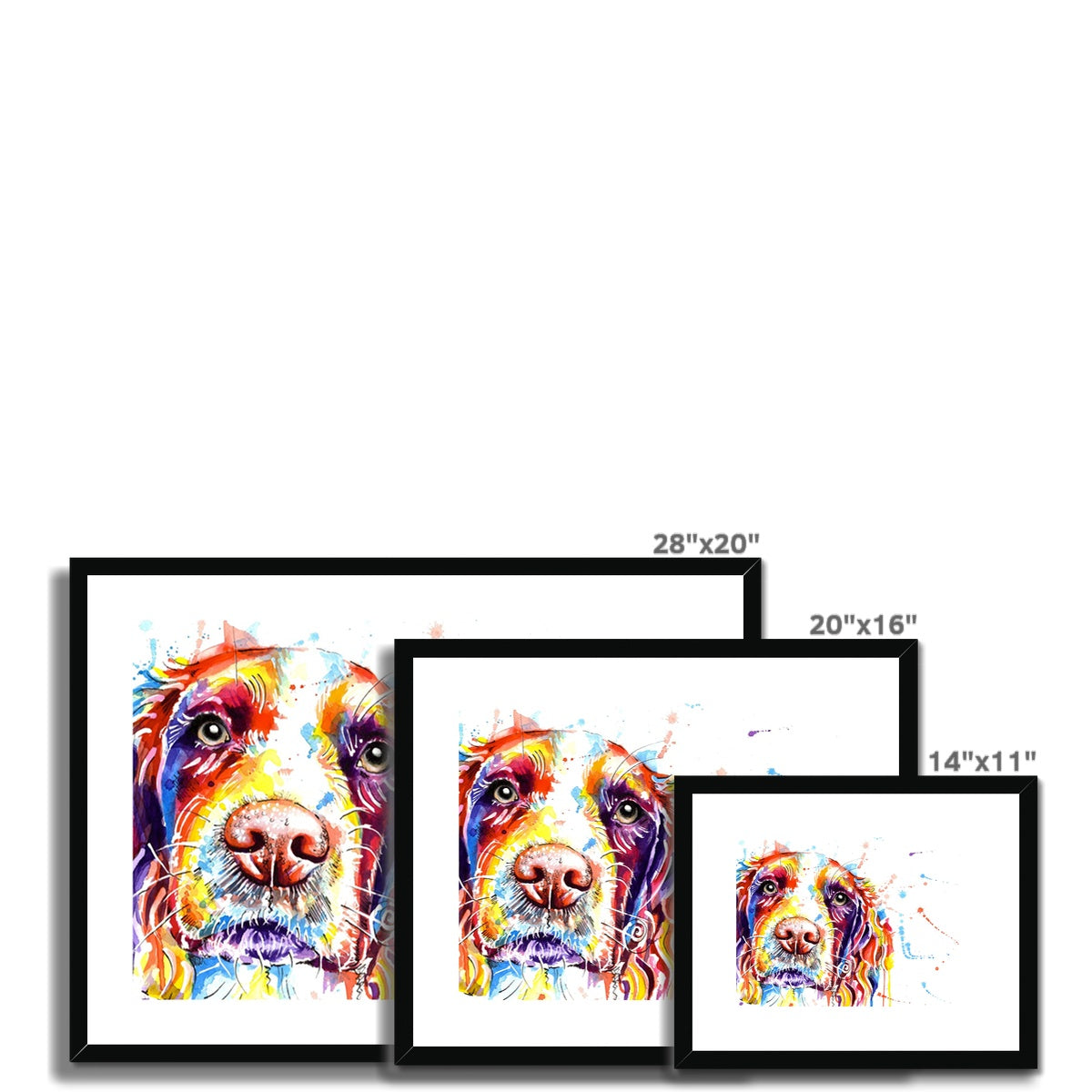 Springer Spaniel Framed Art Print