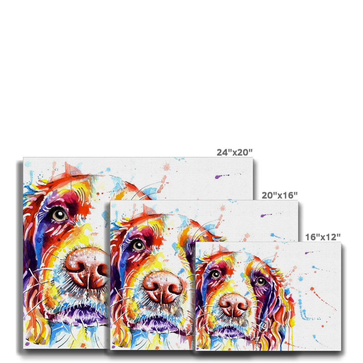 Springer Spaniel Canvas Prints