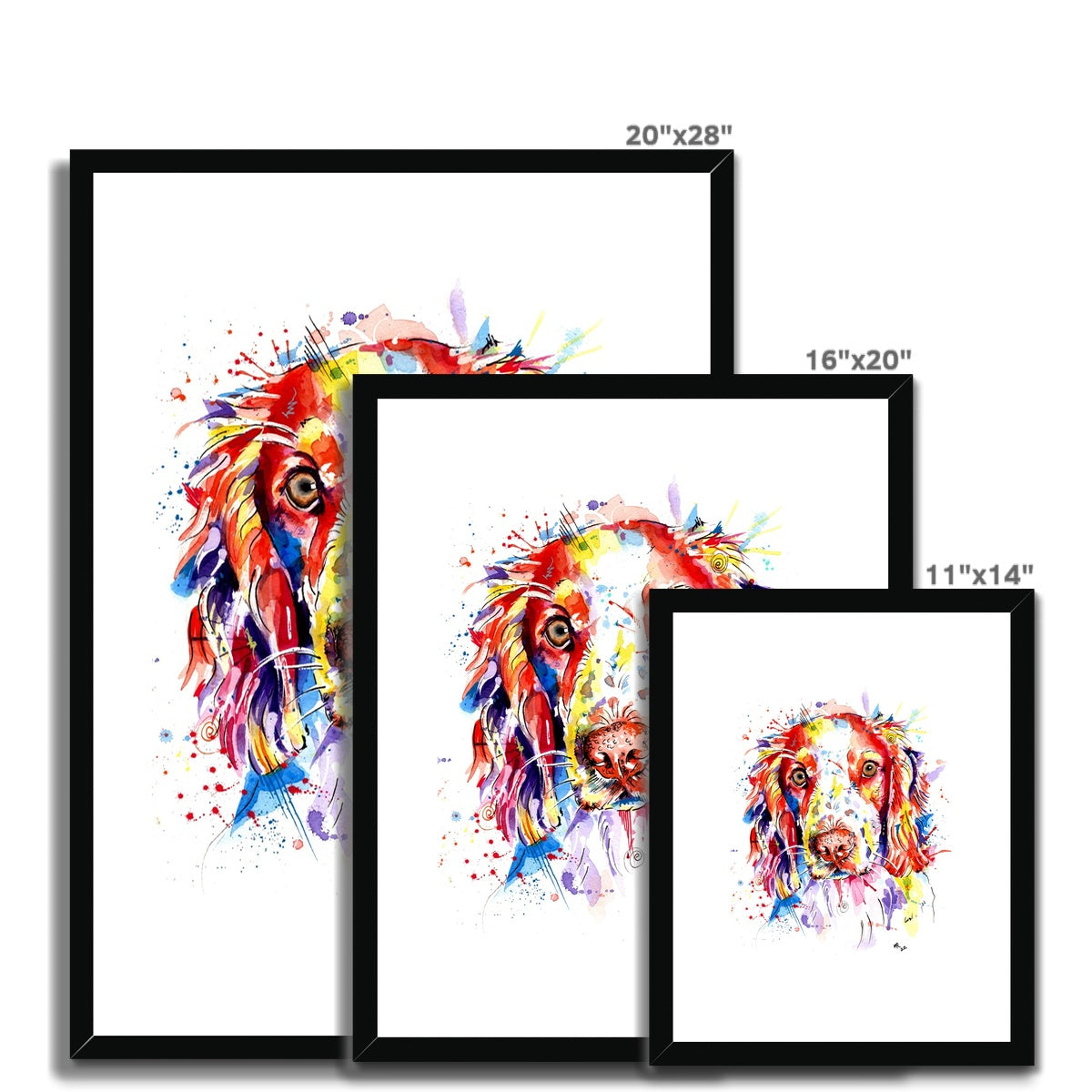 Springer Spaniel Framed Art Print